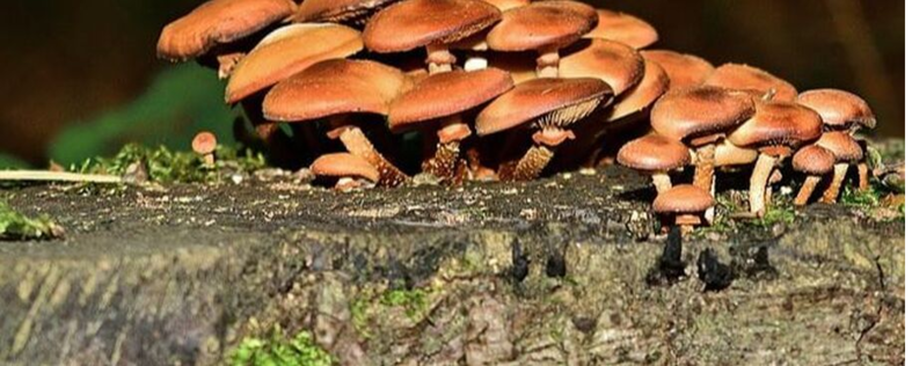 Los hongos que crecen en una cepa en Chambly