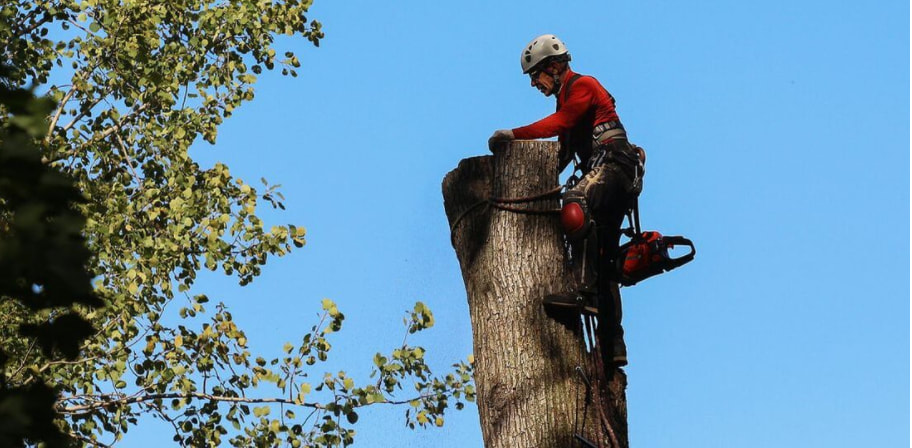 Un arboricultor de Emondage Chambly tala un árbol. El residente de Chambly obtuvo primero un permiso de tala en la ciudad de Chambly.