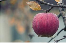 Pomme bien mûr à l'automne grâce à la taille de formation effectué par Emondage Chambly.